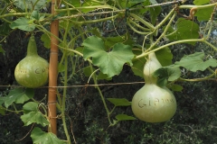 P7120586 ko